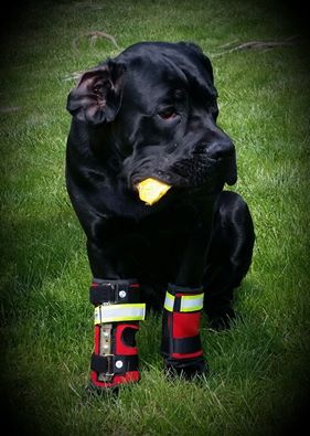 Razem z nami Dni Zwierząt w Pytaniu na śniadanie w TVP 2 